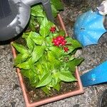 Pentas lanceolataFlower