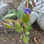 Achimenes longiflora Flower