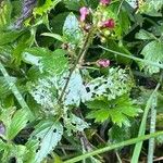 Scrophularia auriculata Blatt