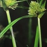 Cyperus michelianus Flower