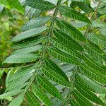 Rhus copallinum Blad