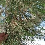 Melaleuca alternifolia Yaprak