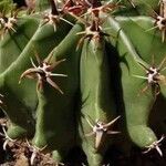 Ferocactus herrerae Foglia