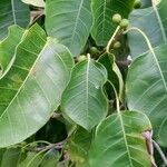 Ficus citrifolia Folha