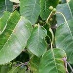 Ficus citrifolia Blad