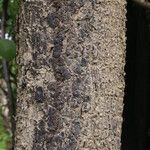 Zanthoxylum chalybeum बार्क (छाल)