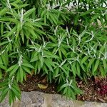 Buddleja loricata موطن