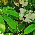 Rhododendron griffithianum Blatt