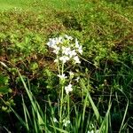 Cardamine amara Övriga