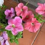 Petunia x atkinsiana Flors