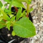 Impatiens balsamina Leaf