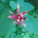 Calycanthus floridusᱵᱟᱦᱟ