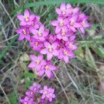 Centaurium littorale फूल