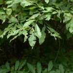 Castanea pumila Habit