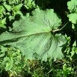 Arctium lappa Foglia