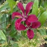 Clematis texensis Blomst