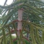 Araucaria araucana Rinde