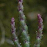 Salicornia disarticulata Fruit