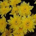 Chrysanthemum × morifolium Cvet