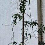 Jasminum polyanthum 叶