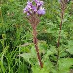 Lactuca alpina फूल