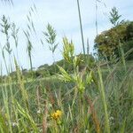 Bromus hordeaceus Alkat (teljes növény)