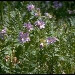 Polemonium pulcherrimum Агульны выгляд