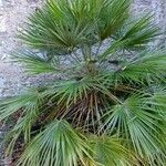 Chamaerops humilis Folha