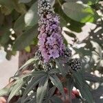 Vitex agnus-castusBlomst