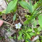 Moehringia lateriflora ফুল