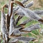 Lupinus luteus Fruit