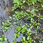 Myosotis laxa Leaf