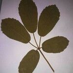 Rubus leyanus Blad