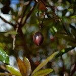 Cerbera manghas Fruit