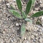 Echium wildpretii Blad