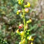 Adesmia boronioides Flower