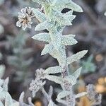Heliotropium bacciferum Hoja