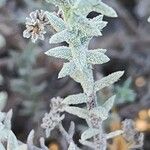 Heliotropium bacciferum Leaf