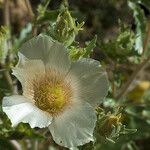 Mentzelia involucrata Flower