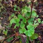 Petasites pyrenaicus Habit