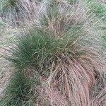 Festuca flavescens Hoja
