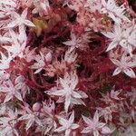 Sedum anglicum Blomma