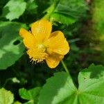 Pavonia burchellii Цвят