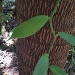 Vanilla planifolia Blad