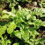 Arum italicum অভ্যাস