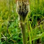 Hypochaeris uniflora Casca