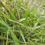 Urochloa eminii Flor