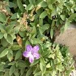 Ruellia humilis Kvet