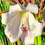 Crinum macowanii Flor