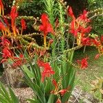 Crocosmia × crocosmiifloraLorea